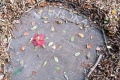 IMG_20241104_111209
