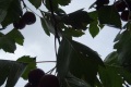 DSC02381