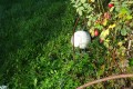 DSC02634