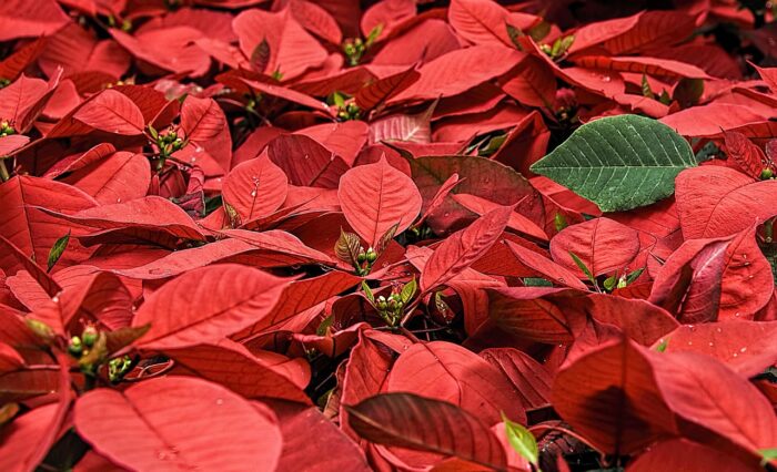 poinsettia-557704_1280 poinsettia-557704_1280